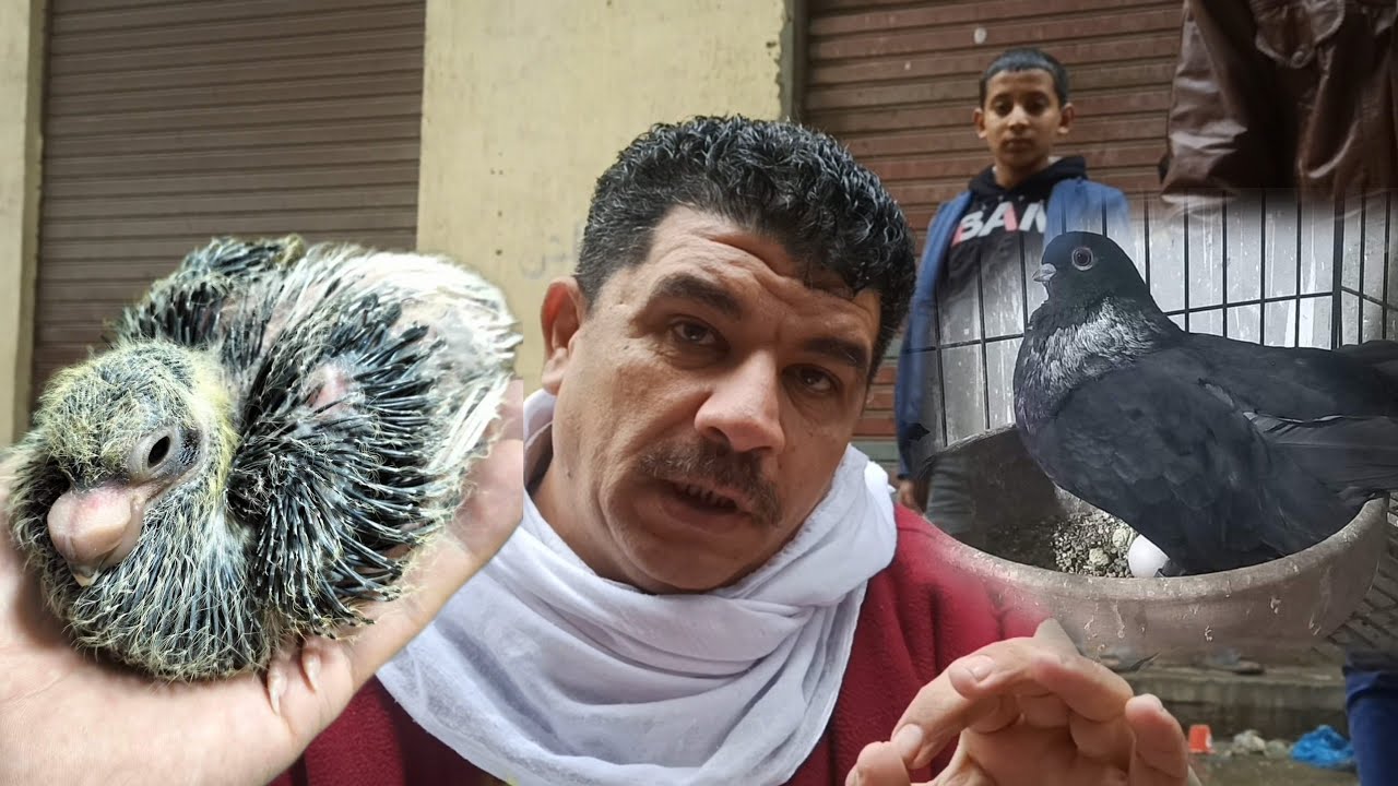 الحمام هيبيض بطريقة دية جرب تعمل كدة حمامك كله هيبيض علطول /لقاء مع الغوى #الاستاذ_جبريل_شاهين