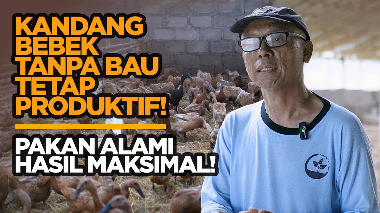 Kandang Bebek Tanpa Bau, Telur Melimpah Tiap Hari! Inovasi Petani Sleman yang Inspiratif!