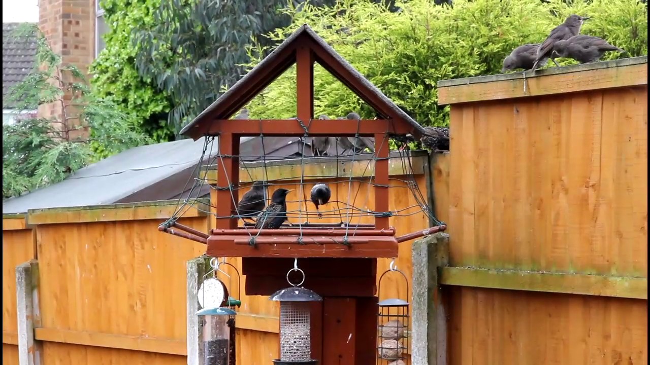 How to Pigeon Proof your Bird Table