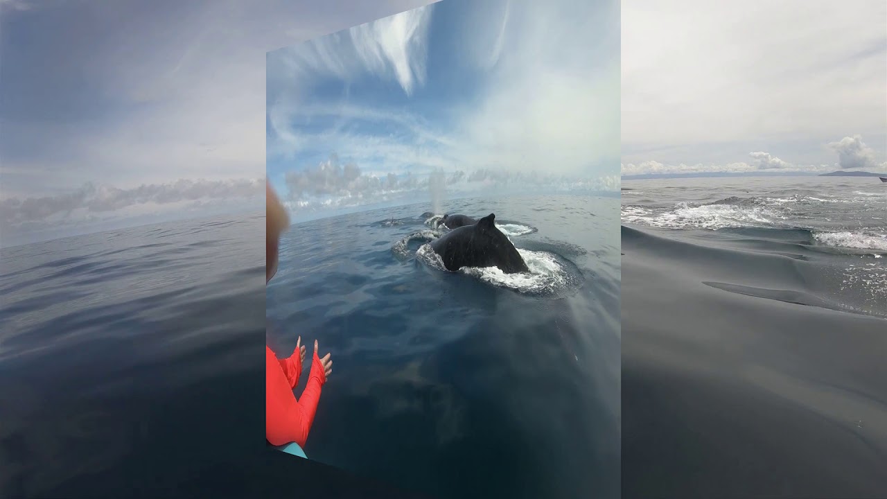 Among Whales 2019 Humpback Heat Run Extravaganza - Drake Bay, Costa Rica