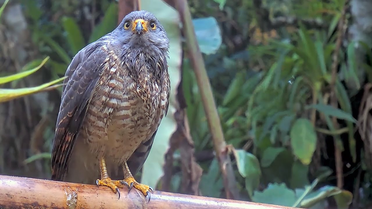 ❗Stunning Roadside Hawk❗Takes Over the Panama Feeders! – February 8, 2024