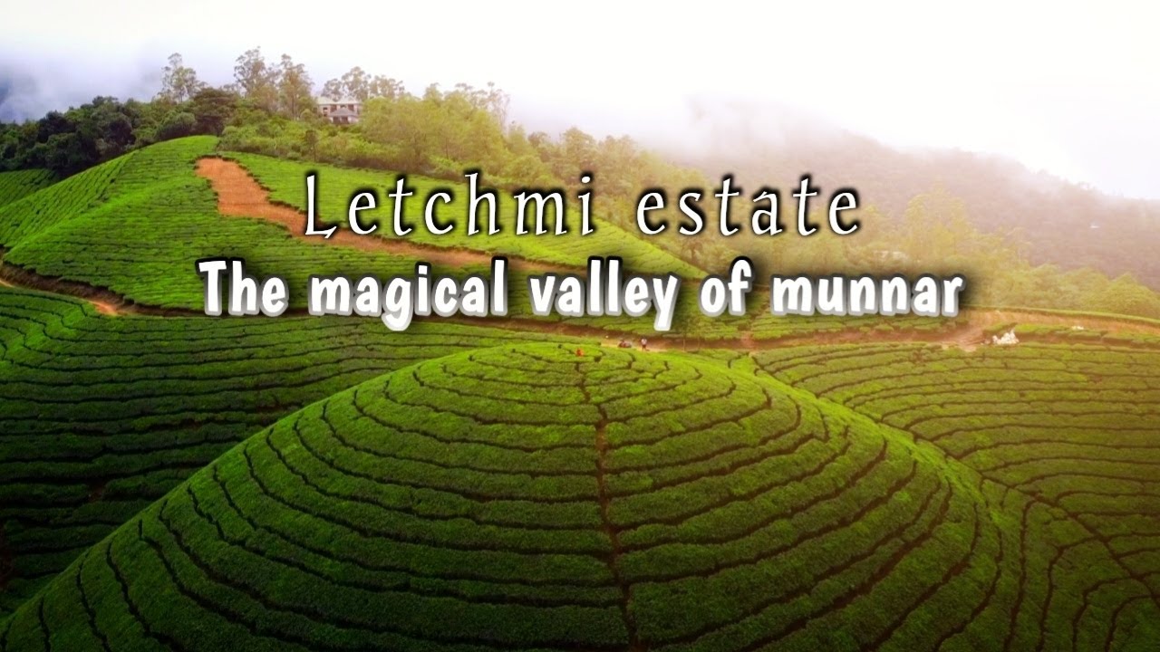 Letchmi estate | മൂന്നാറിലെ സ്വർഗം | Munnar | kannan devan hills | travelbee nivedya