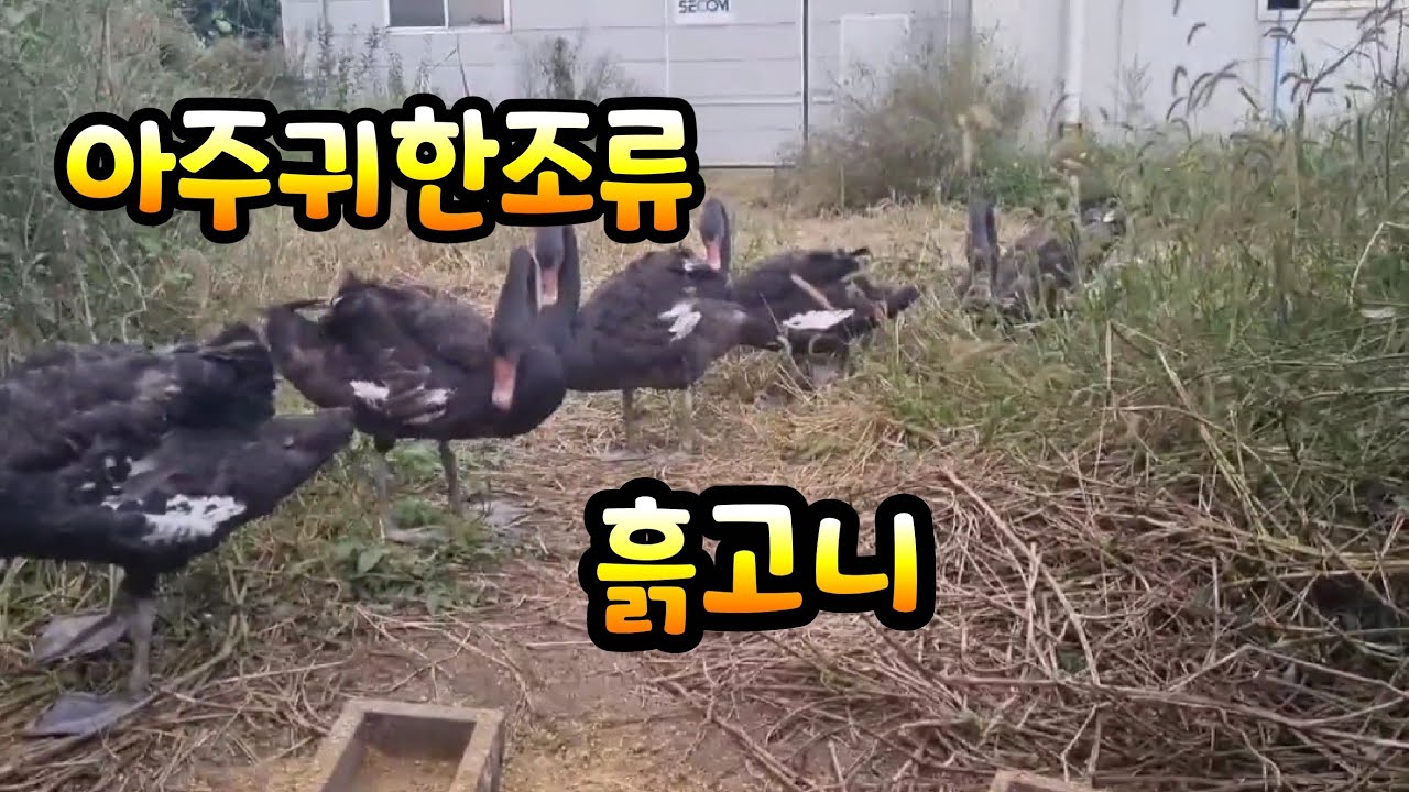 호빈조류새농장의  흙고니 주인이 부르는 소리를듣고  할머니 새가 무리를이끌고 나타나네요