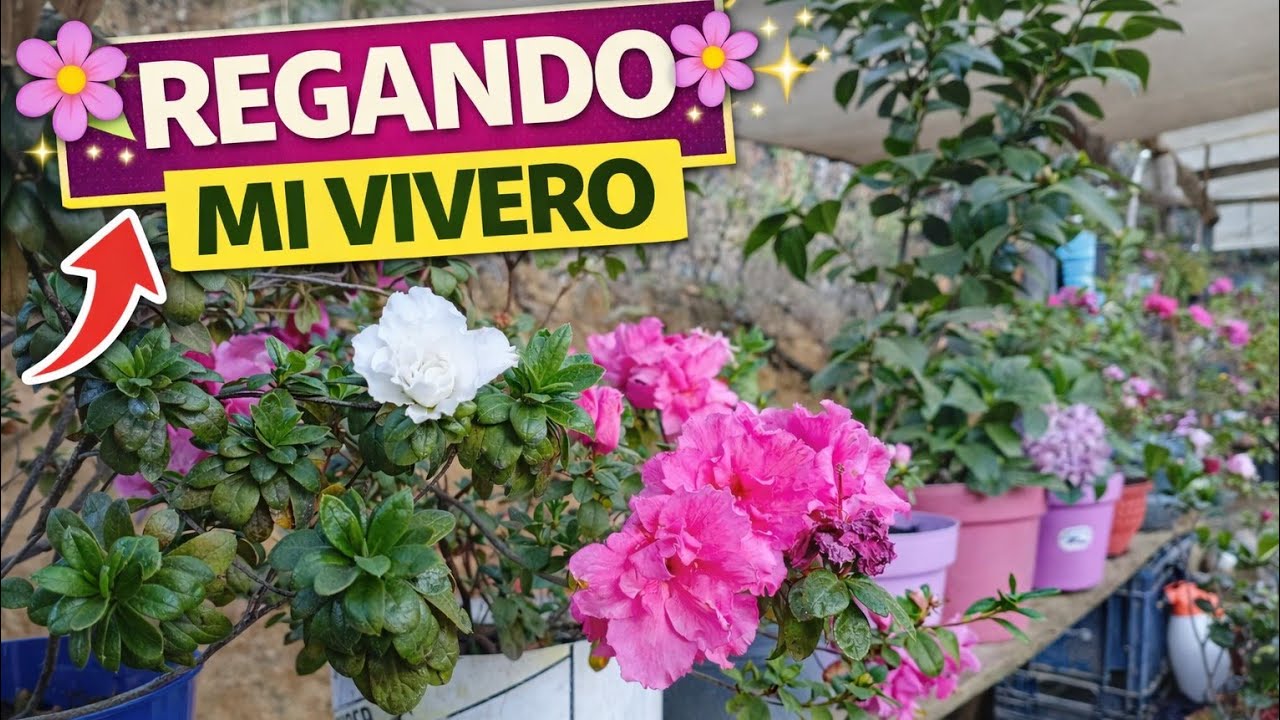 🌿 Regando mi vivero | Así mantengo mis plantas hermosas 💧🌸