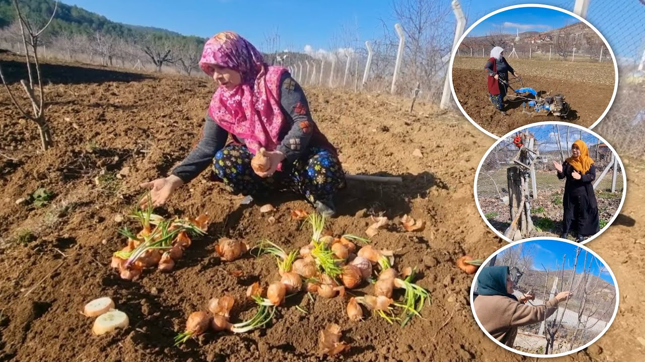 BU KÖYDEN TAVSİYE ETMİYORUM CANIMA TAK DEDİ ÇÖZÜMÜ OLMADI❗️| ELMA BUDAMA ACİL İŞ OLDU | KÖYDEN DÖNÜŞ