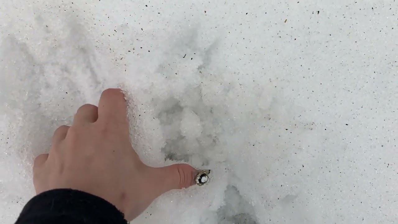 Lofi ASMR in my Backyard (nature sounds featuring a guest appearance from our local garbage truck)