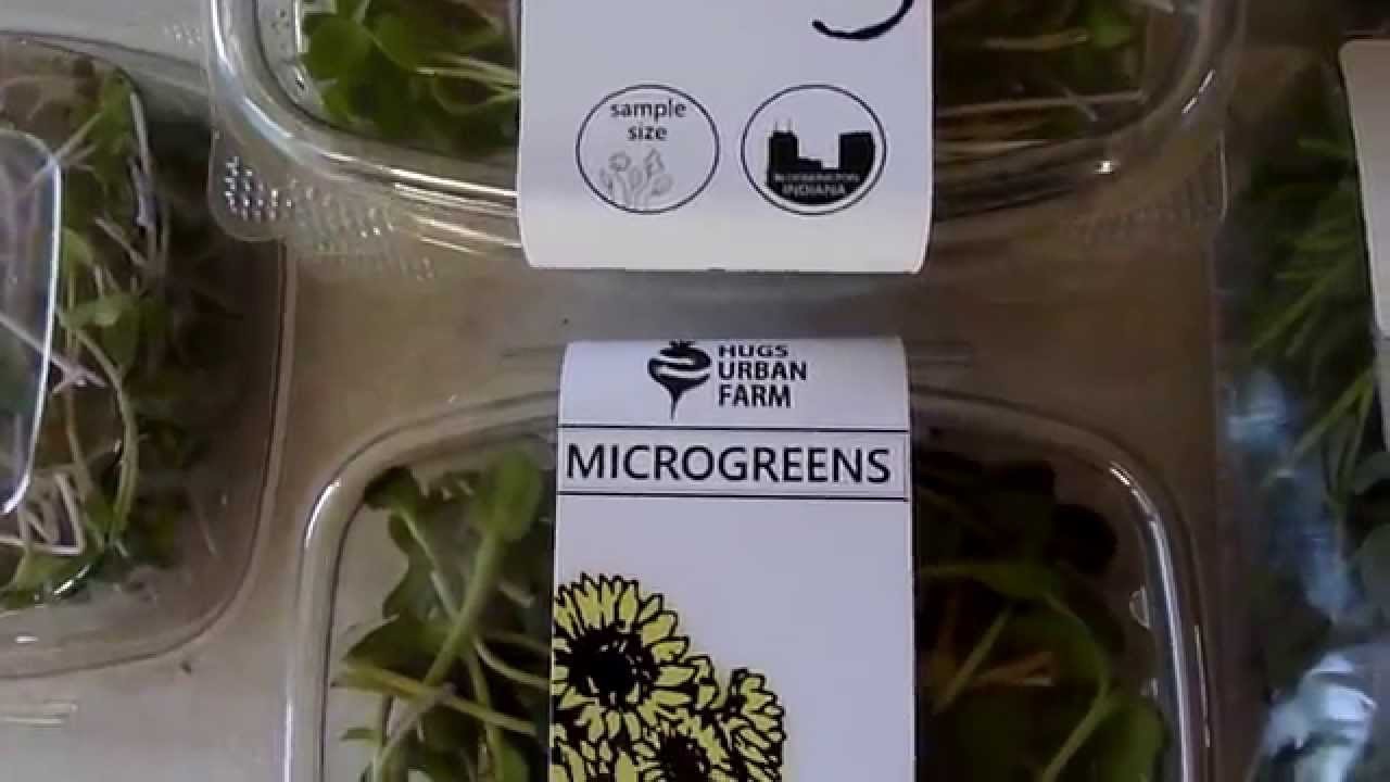 Microgreens Business - Small Seed Microgreens from Start to Finish