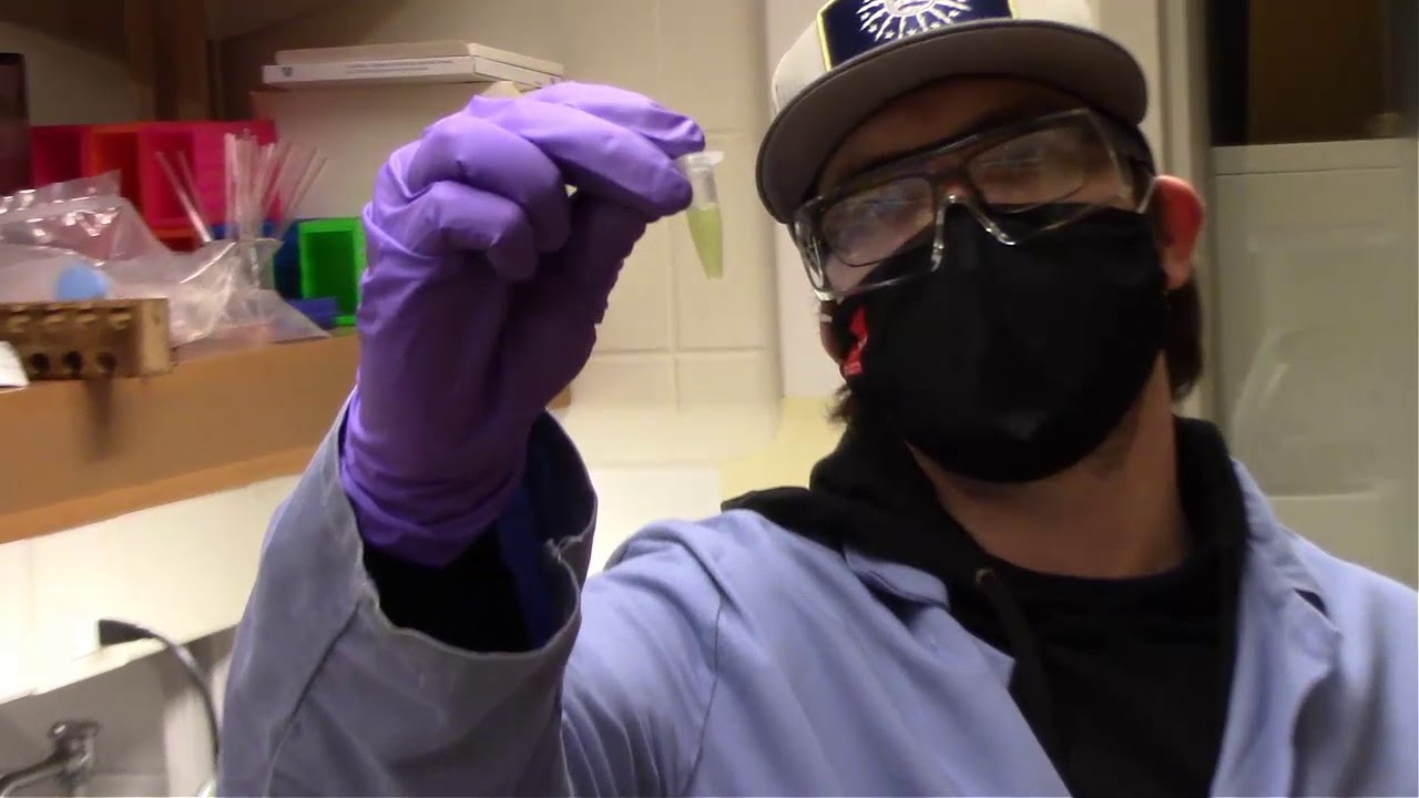 Plasmid DNA Recombination Isolation Experiment