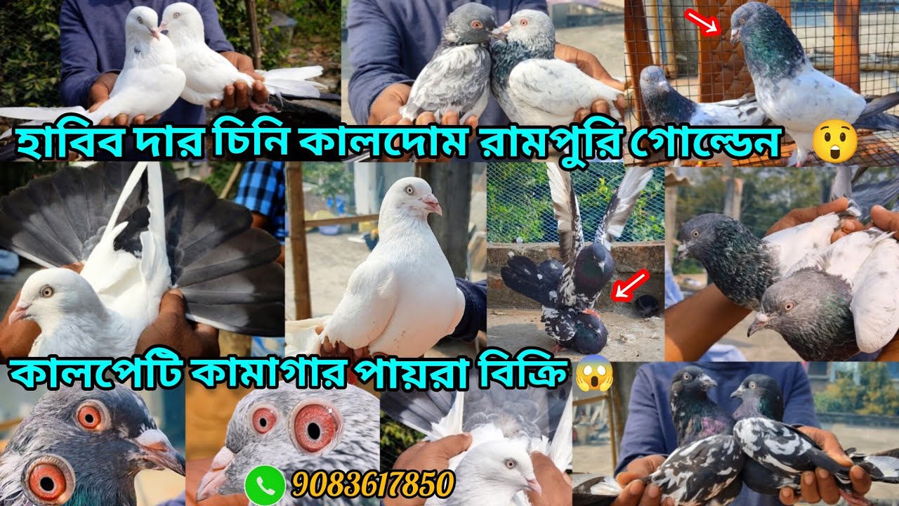 হাবিব দাব় চিনি কালদোম ব়ামপুব়ি গোল্ডেন কালপেটি কামাগাব় বিক্রি😲 টুনামেন্ট খেলা পায়ব়া 11+ ঘন্টা 😱