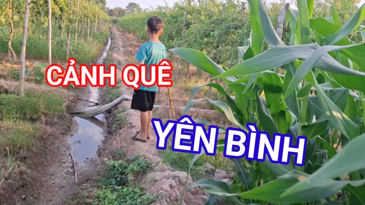 CHIỀU HAI DƯỢNG CHÁU ĐI CẢNH QUÊ NGOÀI ĐỒNG .VỢ CHỒNG Ở TRỌ .