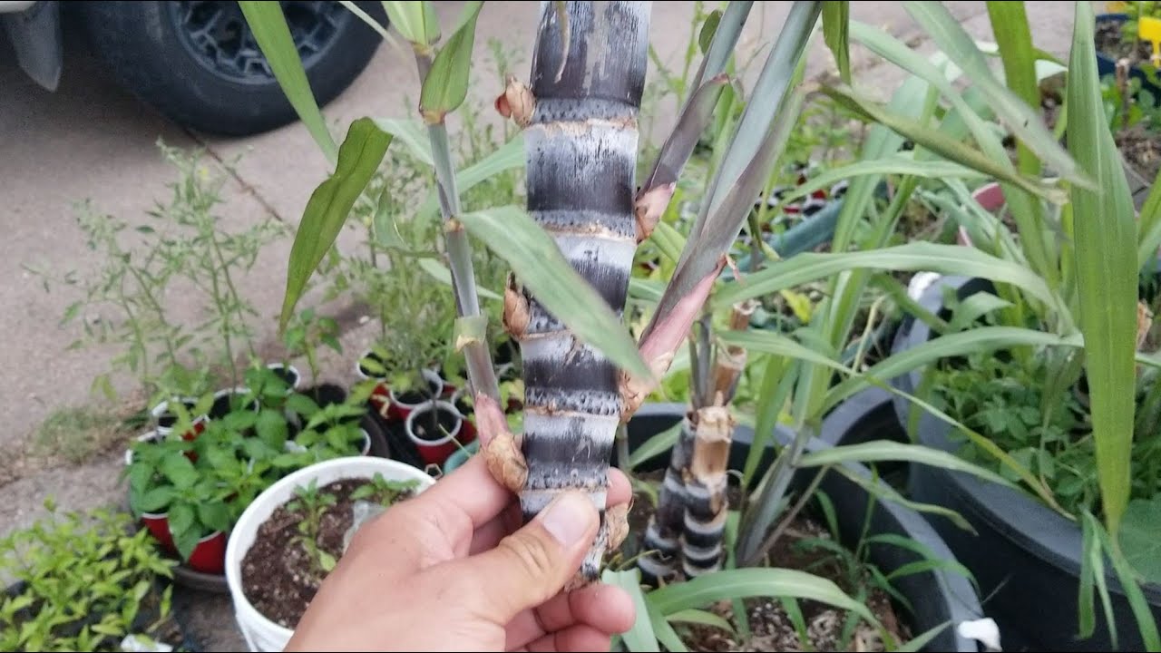 Sugarcane 2021 Container Growing Prep in zone 5B.  Container tear down and rooting.
