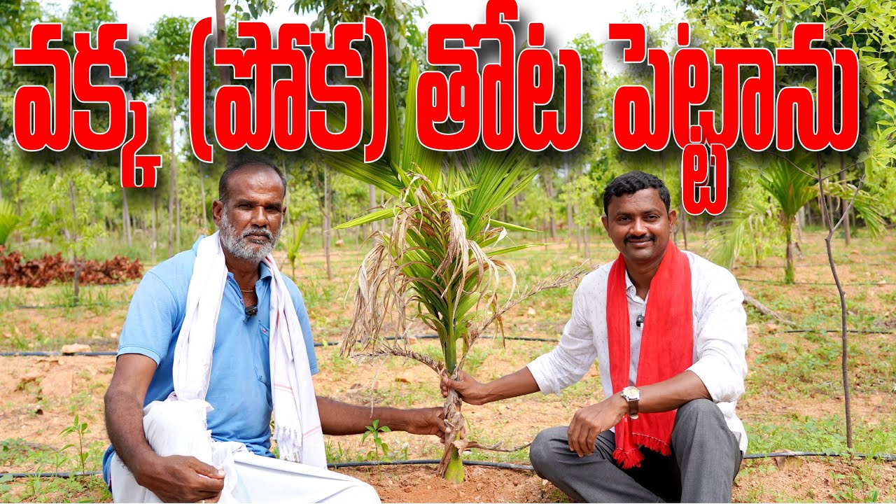 వక్క (పోక) చెట్లు పెంచుతున్న.. ArecaNut Cultivation