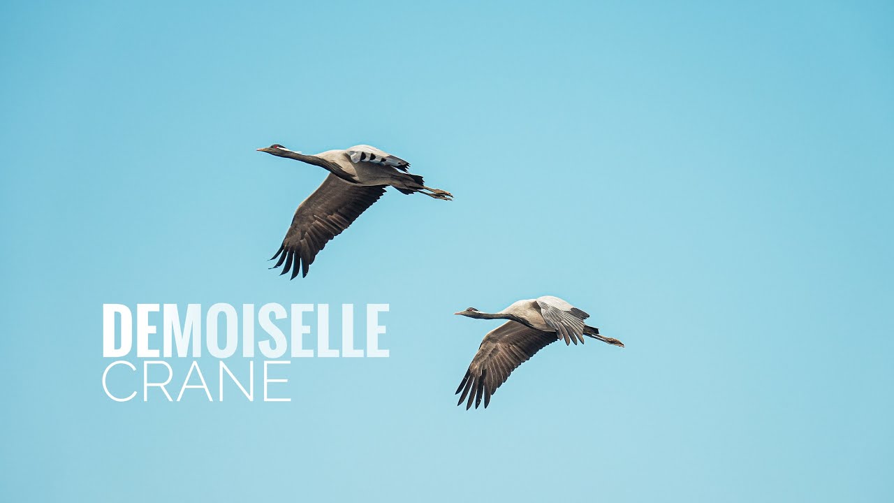 🕊️ Demoiselle Cranes of Khichan | A Story of Coexistence & Conservation | Documentary 🎥