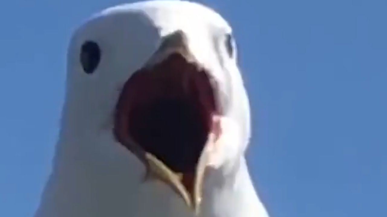 Seagull S C R E A M