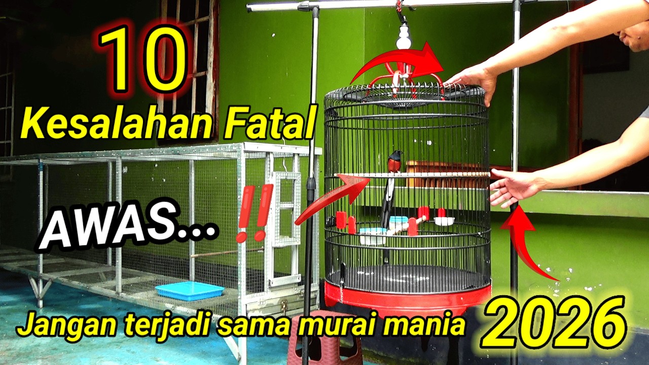 CERMATI HAL INI | Hal BODOH yang pernah saya  lakukan dalam MERAWAT muraibatu ‼️