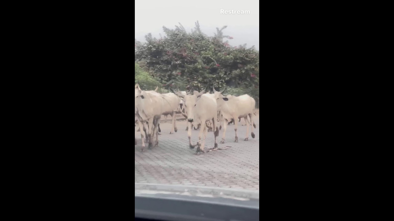 Cows 🐄 🐄 walking down the road in Africa