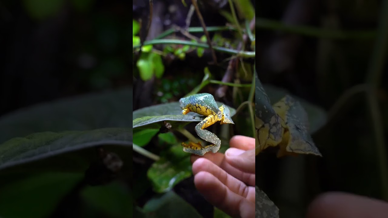 Fringed leaf frogs #frogs #fringedleaffrogs #frog #shorts #wildlife #reptiles #amphibians