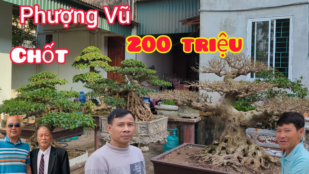 Chốt 200 triệu tác phẩm phượng vũ già khô được chính tay nghệ nhân Hà tạo tác sau nhiều năm