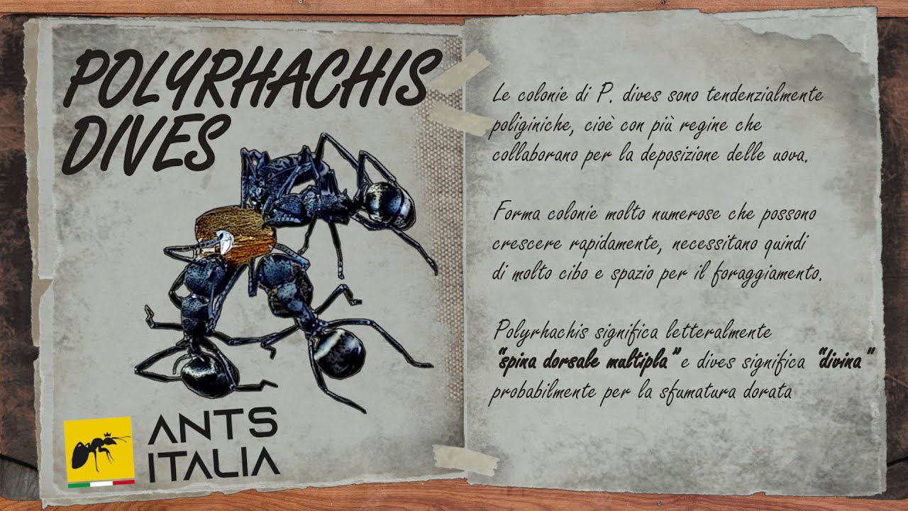 Una nuova Arena per la colonia di Polyrhachis dives (EP.3)