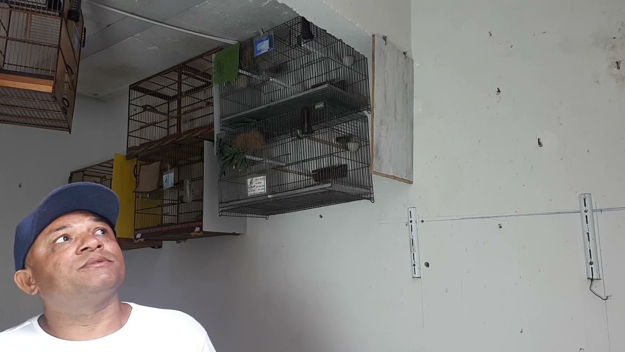 Aprontando fêmeas pra cruzar não tem como elas não baixar.