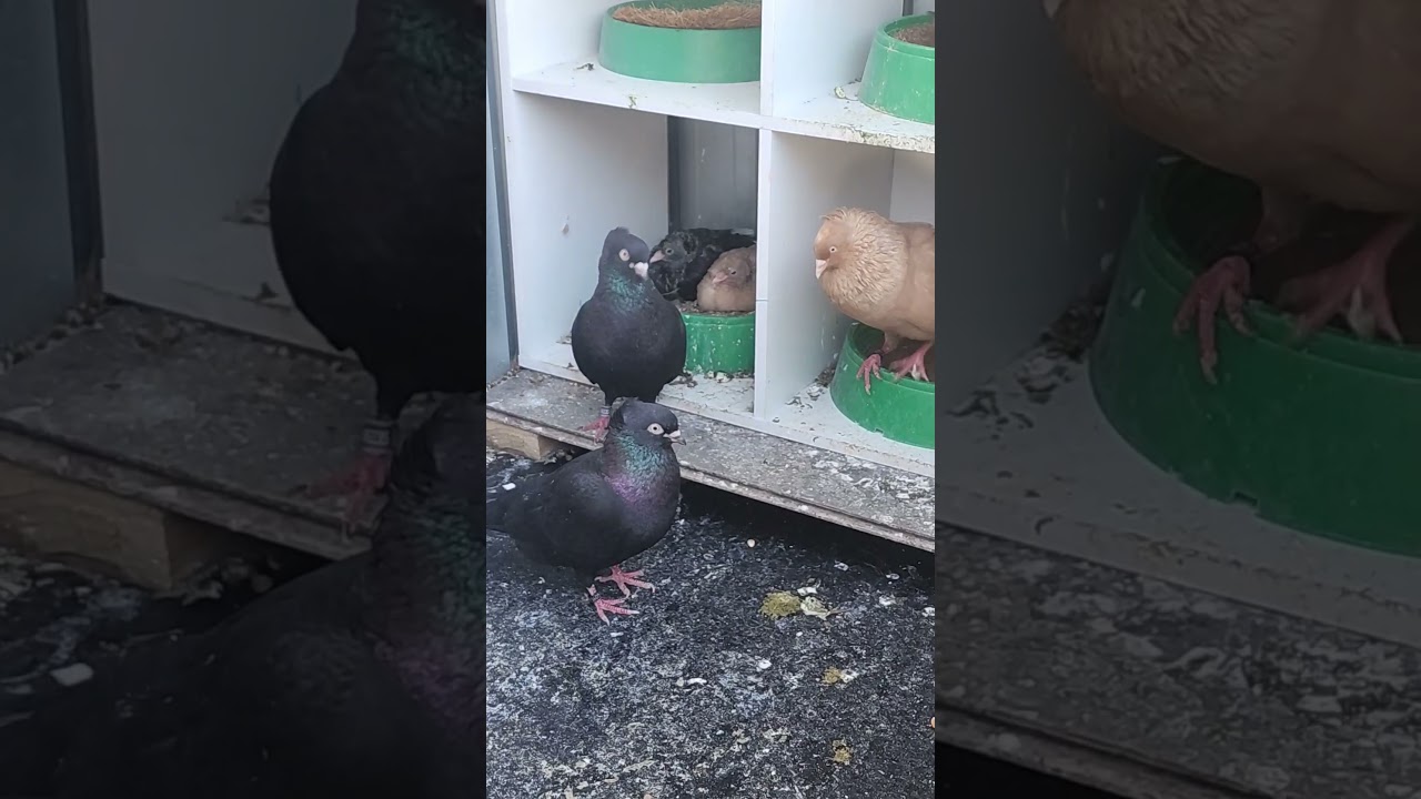 Serbian highflyer sydney