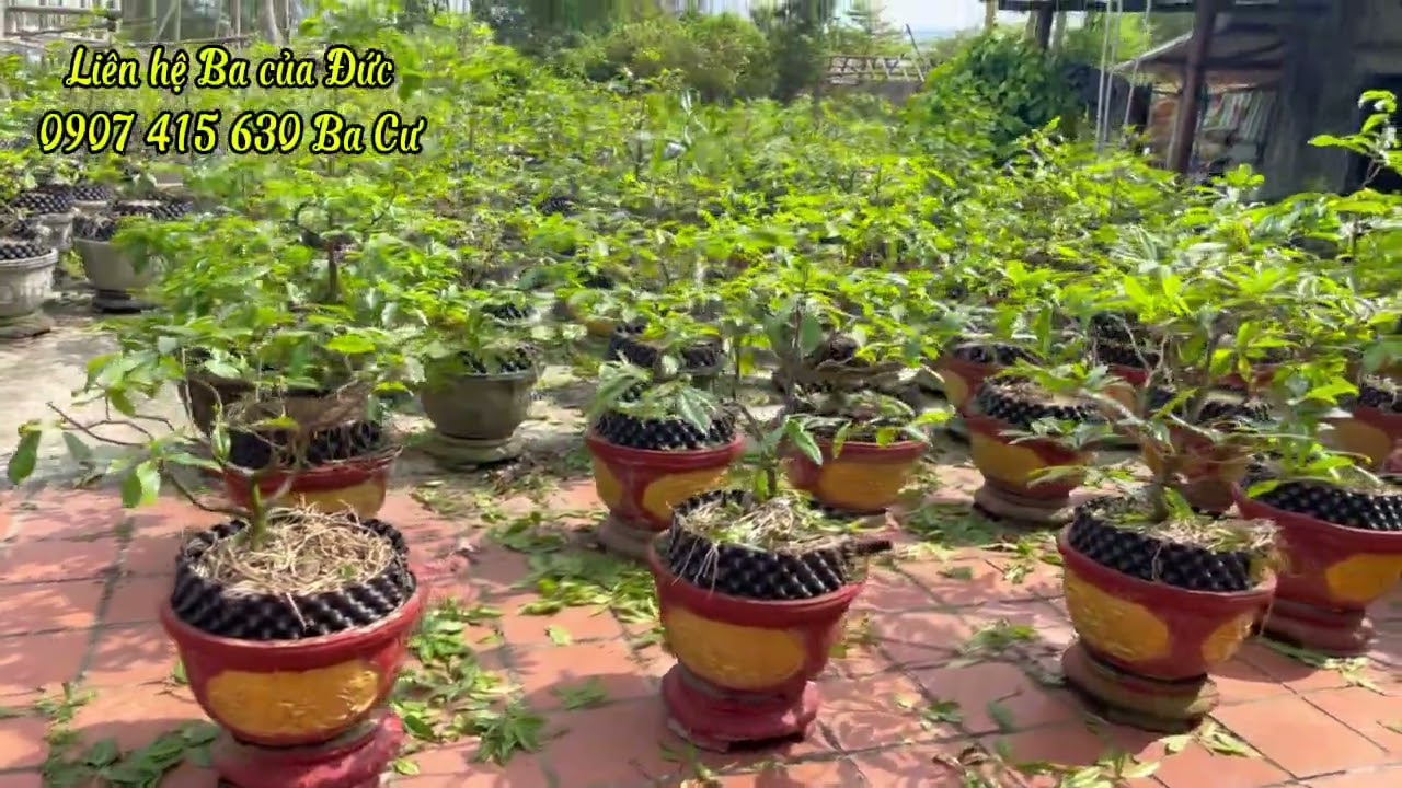 Vườn Mai Xuân Nhà Mình