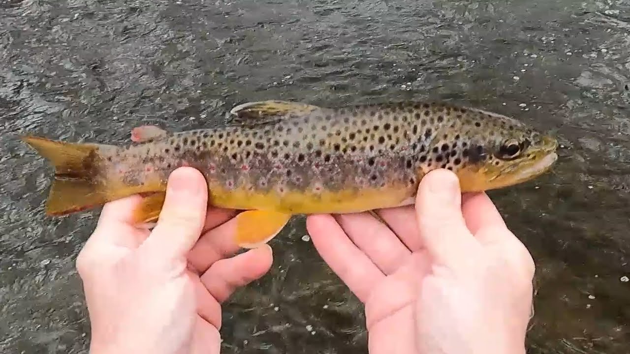 Morning Fly Fishing Another PA Limestoner, Word of the Day, 