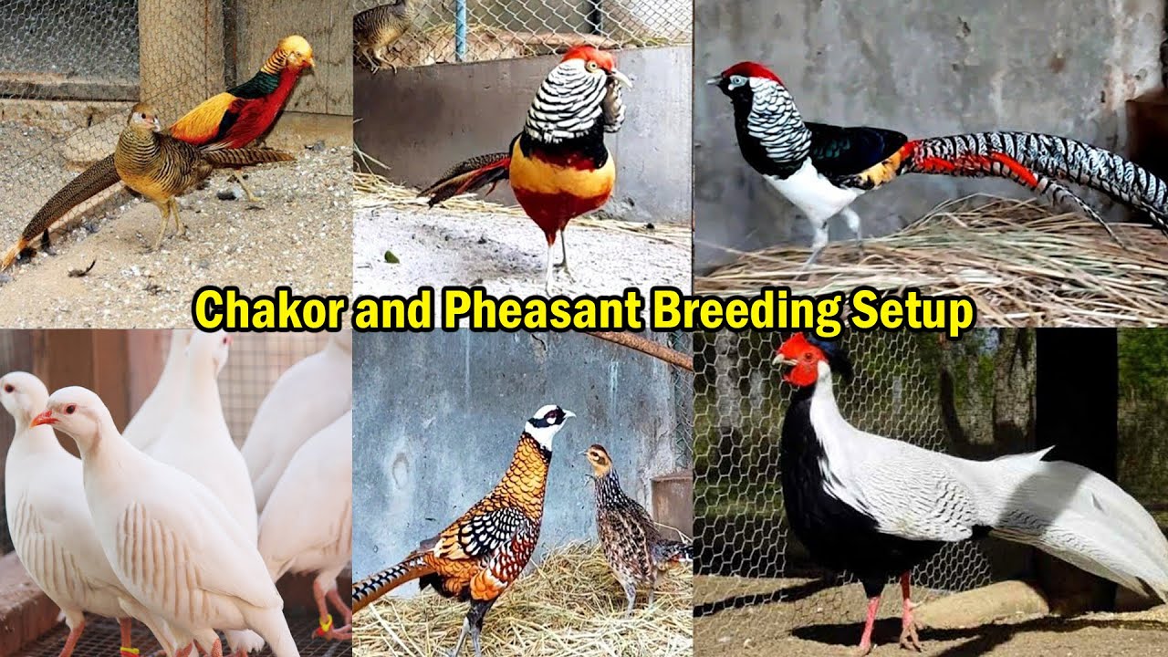 Biggest Pheasant and Chakor Farm | Lady Amherst, Mikado Pheasant, Silver Pheasant, Golden Pheasant