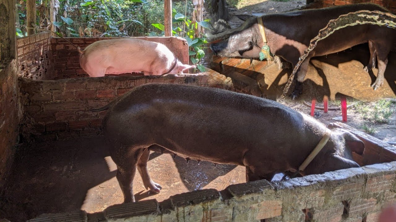 Pig shower time on the farm