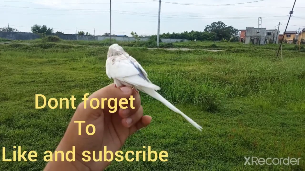 Free flight parakeet part 2 ni Snow