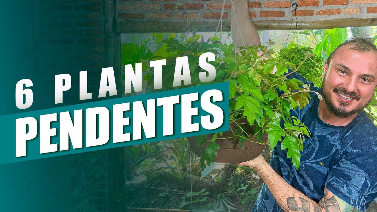 6 Plantas PENDENTES incr&iacute;veis para cultivar em casa | Dicas do Murilo Soares