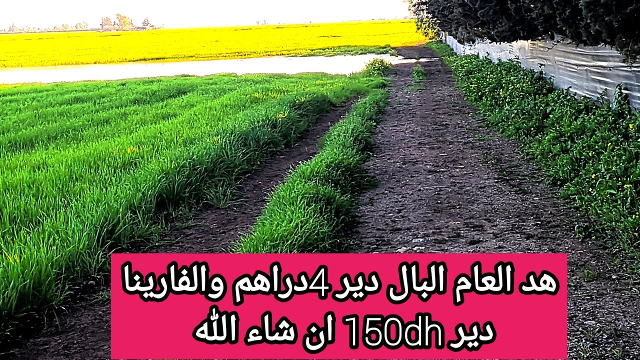 هد الخير معمرو كان وكأننا نعيش في زمن السبعينات 1970 هد العام عام الخير