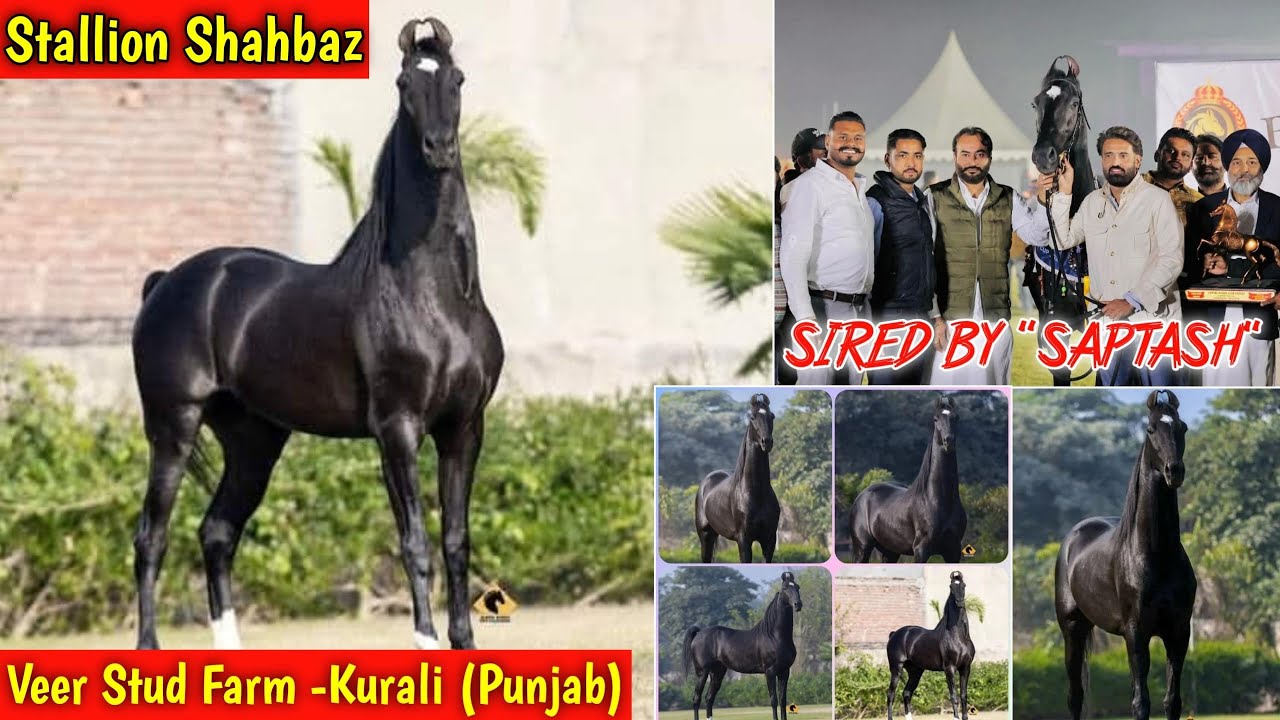 MARWARI  STALLION 