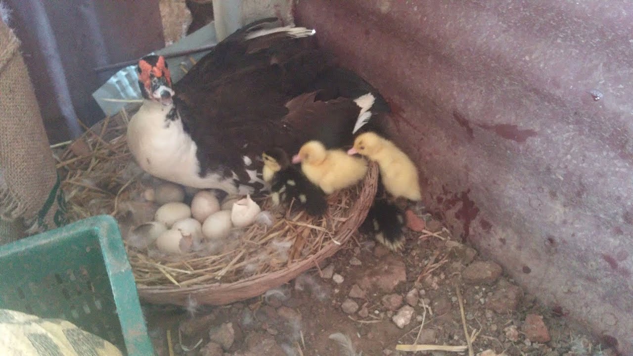 Muscovy Duck Hatching Chicks - Pets Discovery TV
