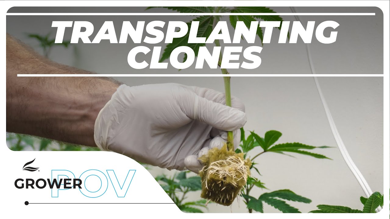 Grower POV: Transplanting Clones