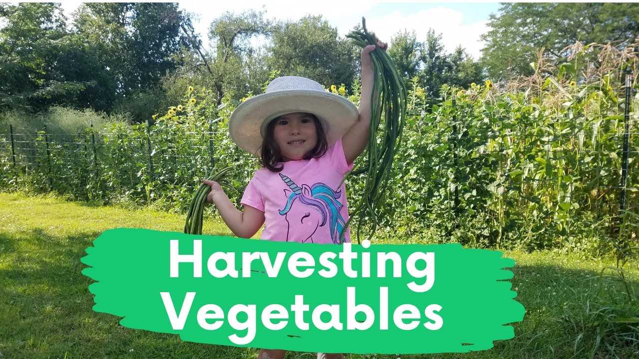 Harvest Vegetables/Buhay America/Old Mcdonald Song