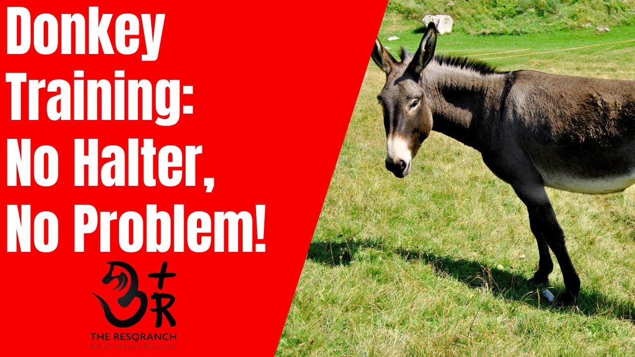 Donkey Training at the ResqRanch: No Halter, No Problem!