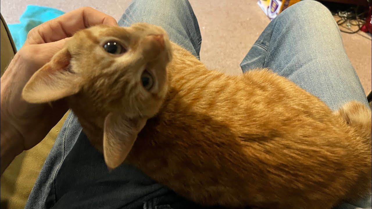 Christmas kitty stress release