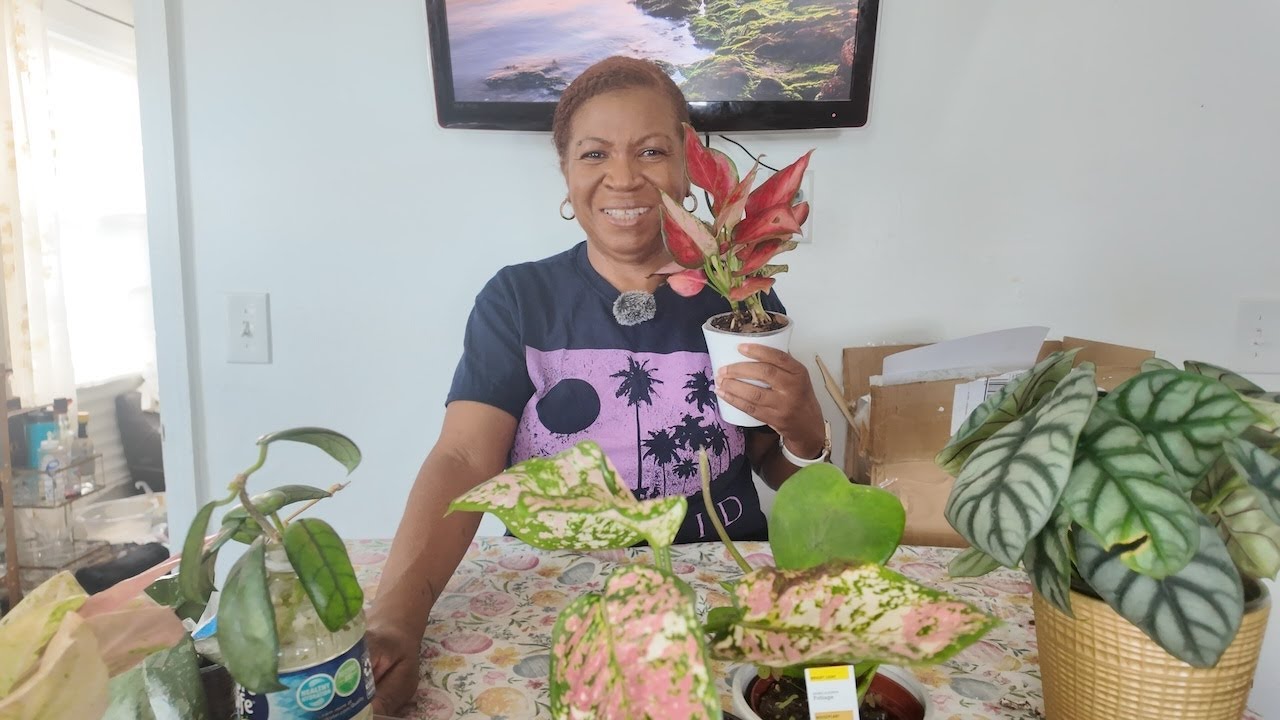 Dallas Plantcon 2025  Plant Haul!  Hoyas, Aglaonemas and more!
