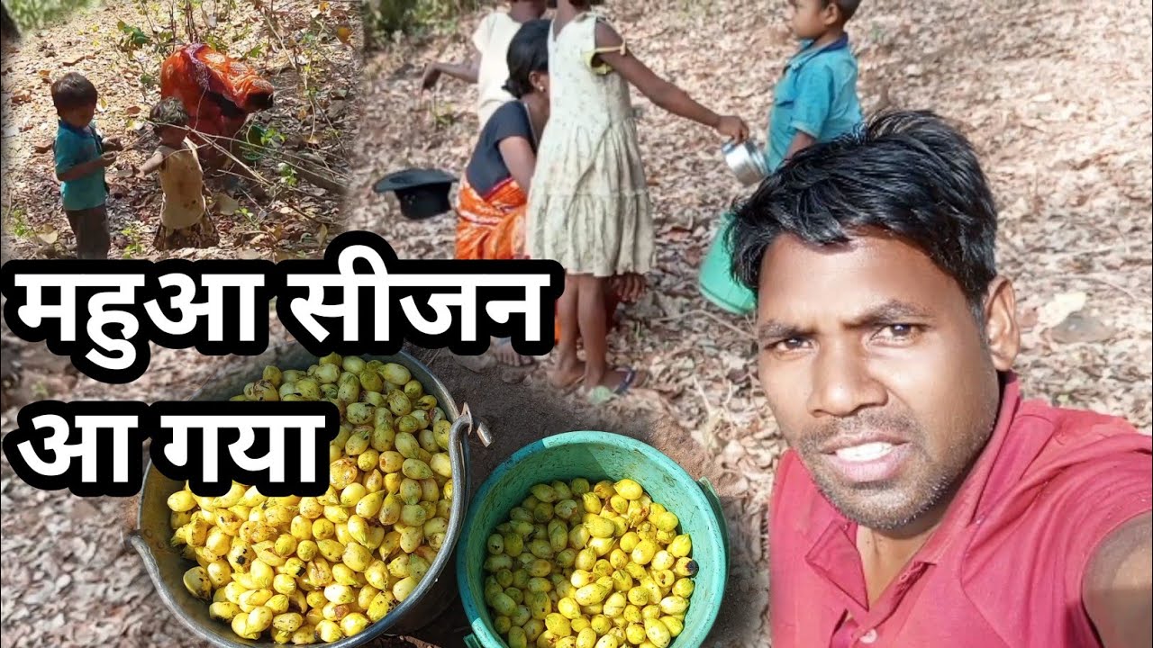 महुआ गिरना शुरू 🌼 सुबह-सुबह जंगल में खुशबू ही खुशबू #dailyvlog 
