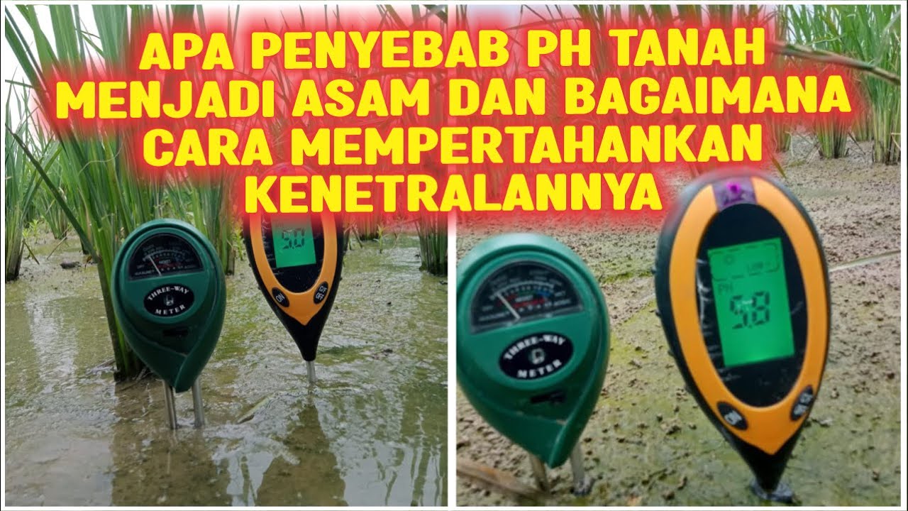 APA PENYEBAB PH TANAH MENJADI ASAM DAN BAGAIMANA MEMPERTAHANKAN KENETRALANNYA‼