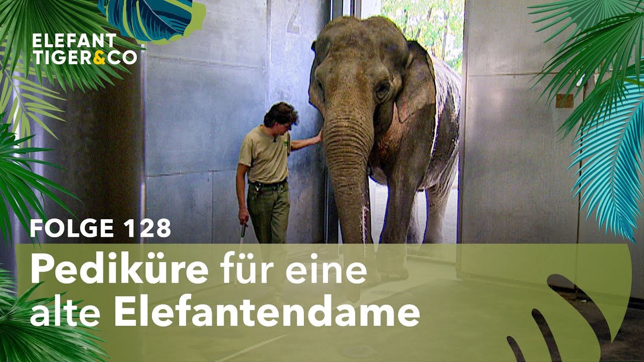 Elefantendame Rhani leidet unter starken Fußschmerzen (Folge 128) | Elefant, Tiger & Co. | MDR