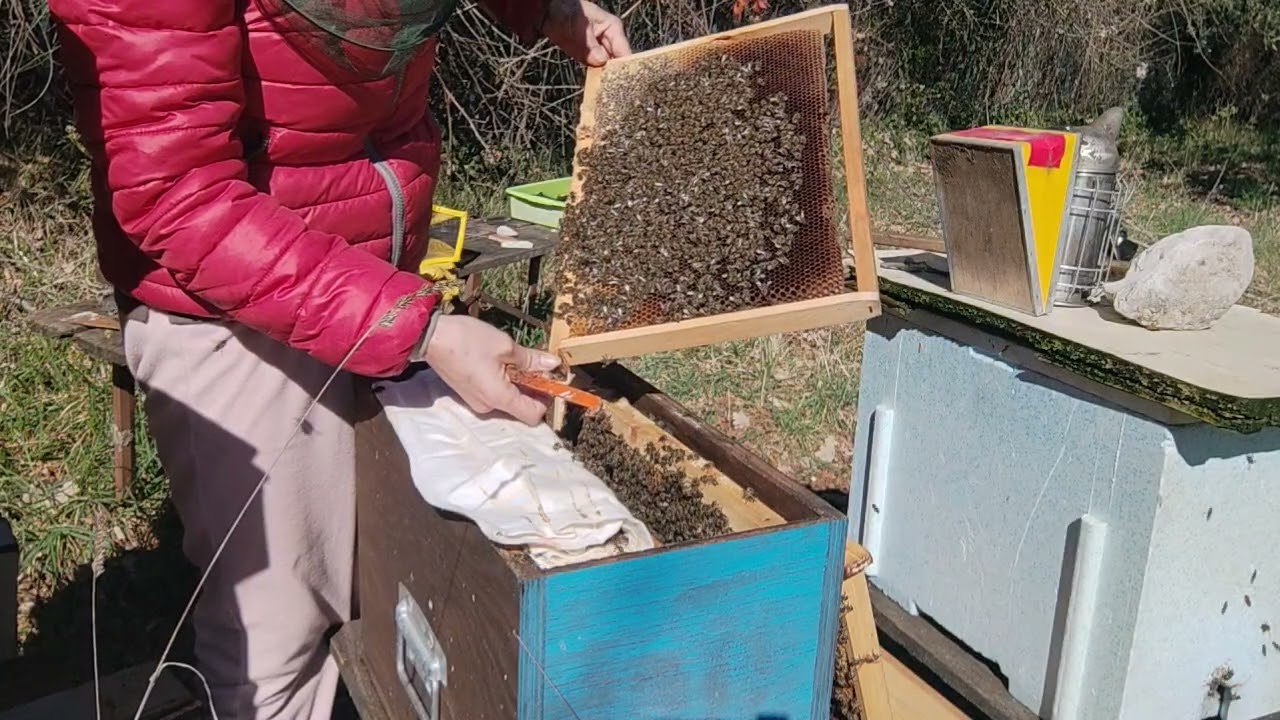 Apicoltura 13/02/26 Maltempo e api: la regina rossa regge#bees#albine#nucleu#beekeeping#nucleo