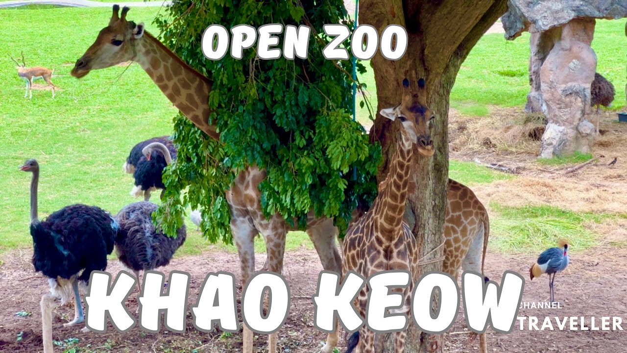 Изучение дикой природы в открытом зоопарке Као Кхео, Таиланд. 4К