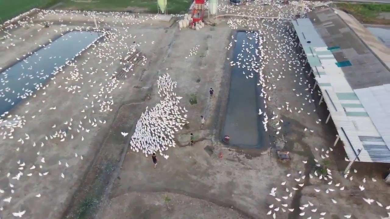 Duck Farm in Taiwan captured by Drone/ Modern Shade for Duck