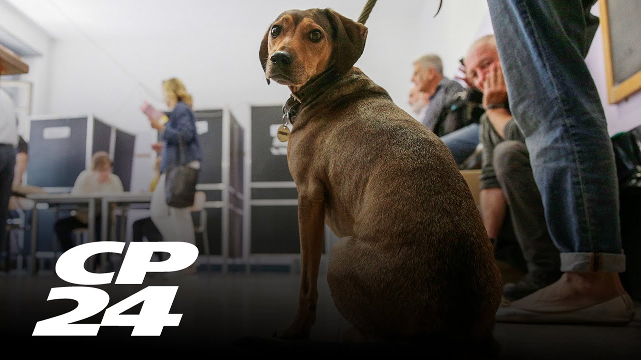 Canada to close borders to dogs from 100 countries over rabies concerns