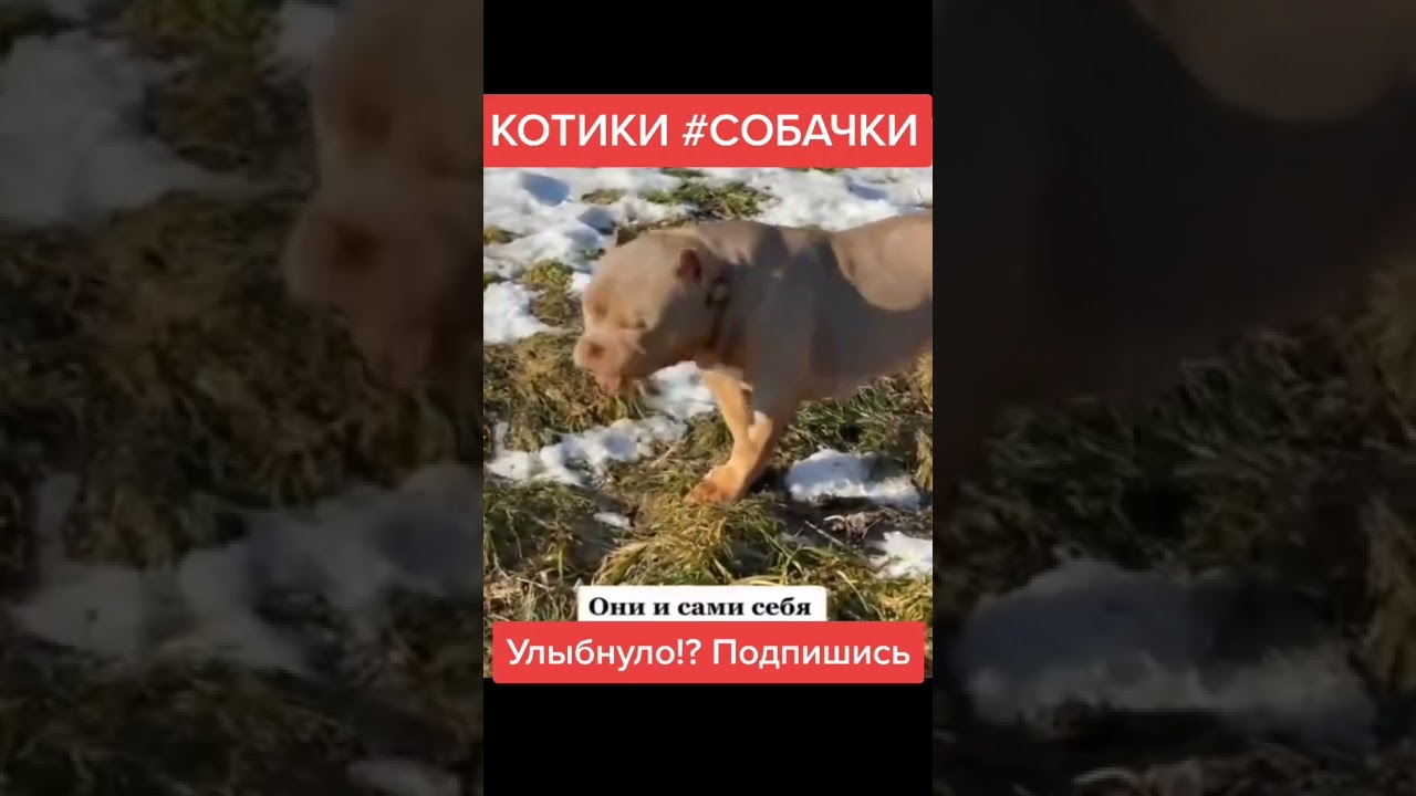 ЛУЧШИЕ ПРИКОЛЫ 2022 - ТЕСТ НА ПСИХИКУ - ПОПРОБУЙ НЕ ЗАСМЕЯТЬСЯ - FANNY BEST HUMOR 2022