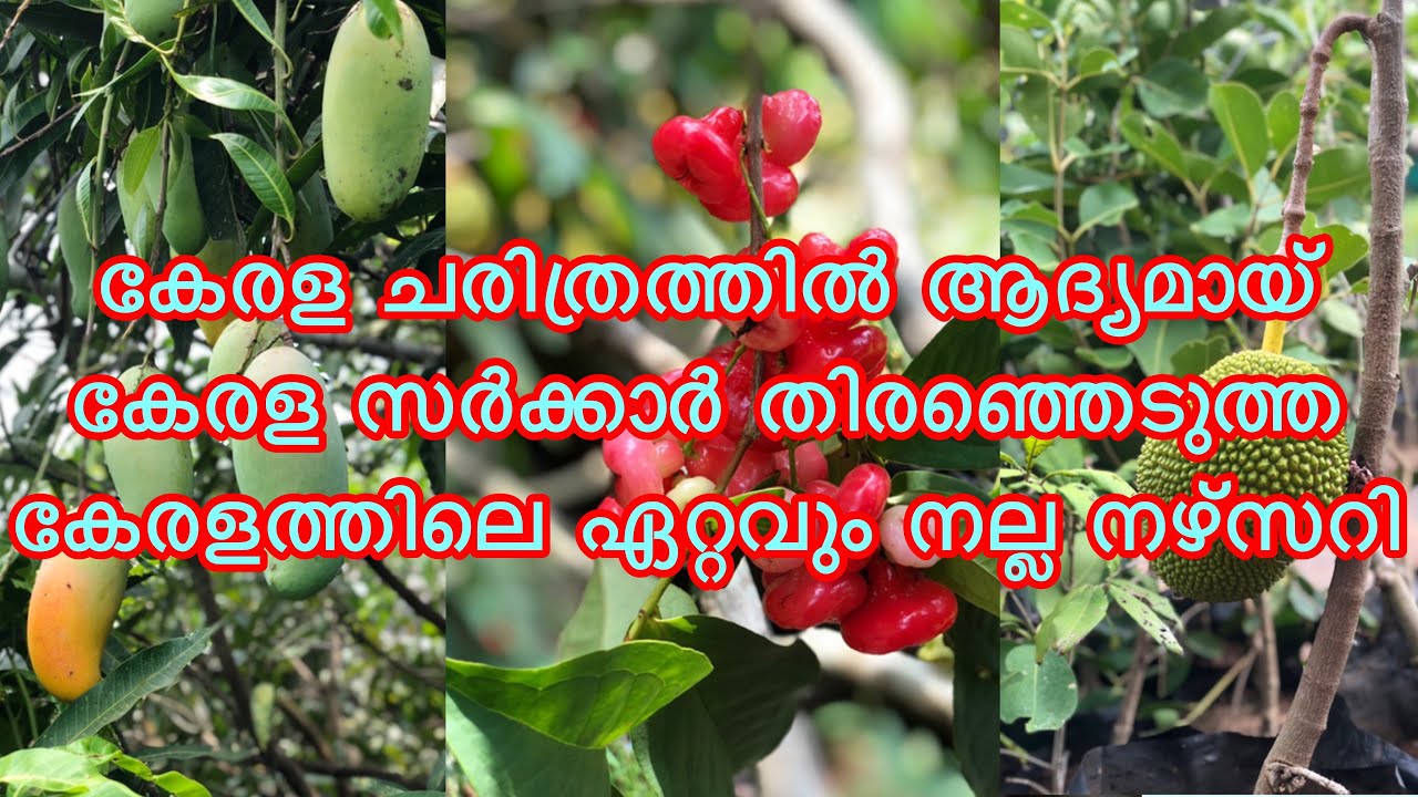 Mannuthy Madakkathara Fruits nursery | National Rose Gardens Fruits | Part-1