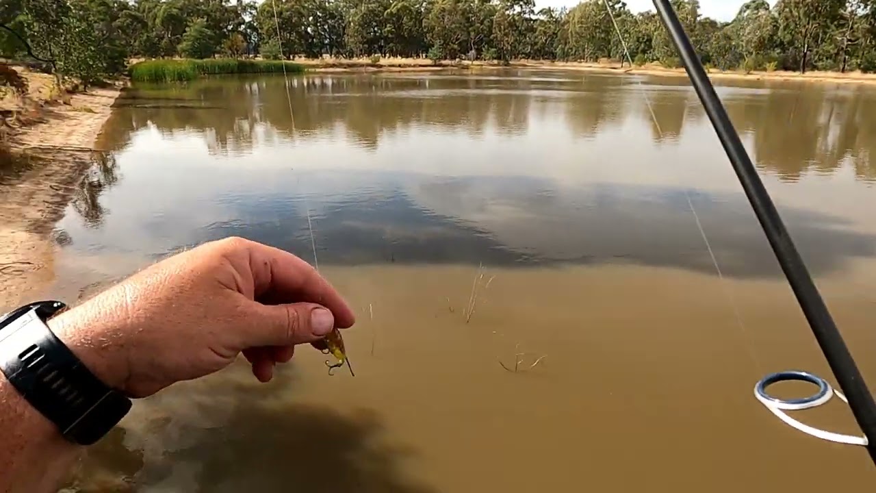 Arboretum Dam lure fishing, did I catch a Silver Perch on a lure?