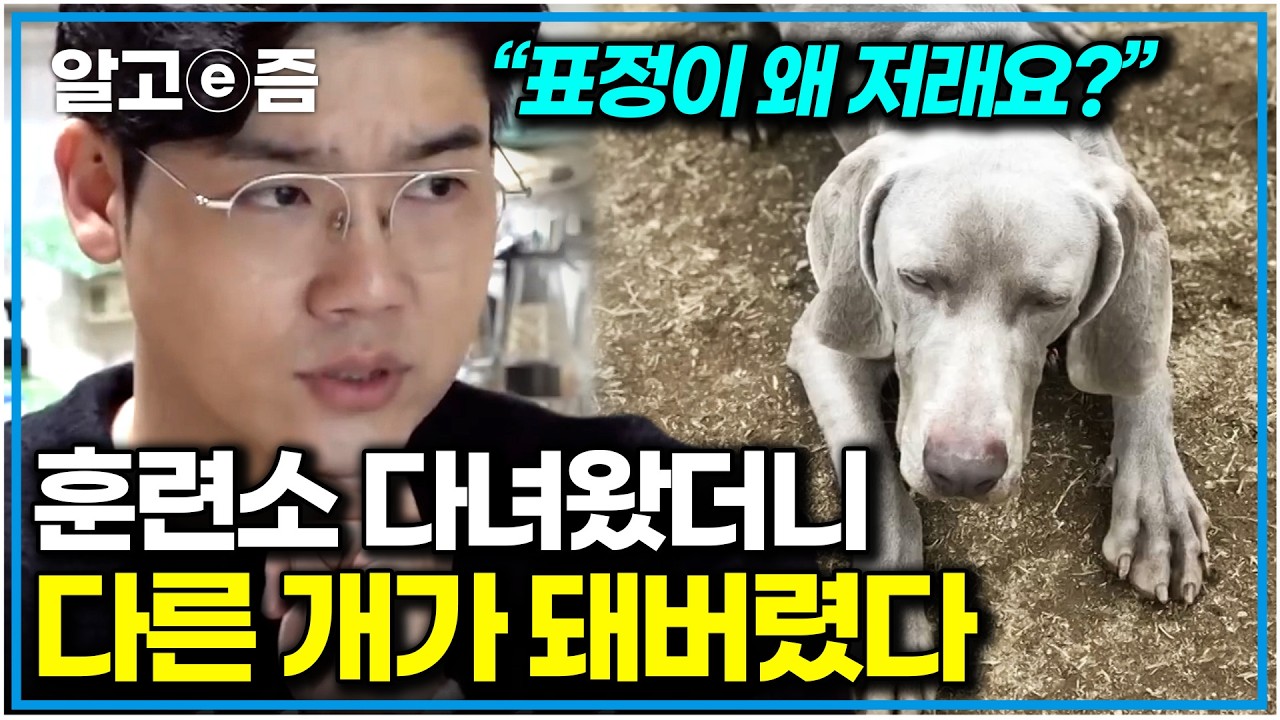 &ldquo;맡겼다고 끝이 아니에요&rdquo; 훈련소 보냈더니 180도 달라진 개. 무서운 개인 줄 알았던 와이마라너의 반전 모습｜세상에 나쁜 개는 없다｜알고e즘